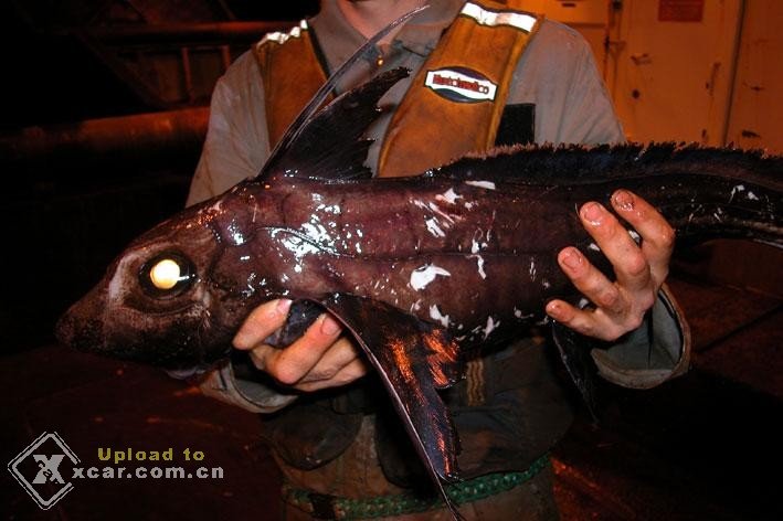 DQMj_chimaera_fish.jpg