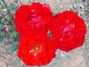 DSCF1540.JPG