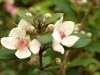 山稔花04.jpg