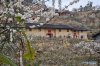 DSC_0826 家住李花盛开的地方.jpg