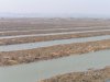 水东湾红树林保护区高标准科学种植造林情况.JPG