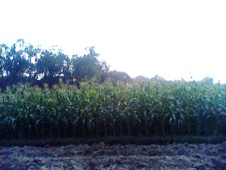 IMG0105A.jpg