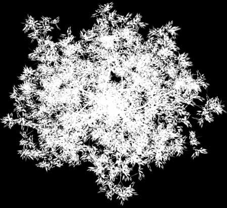 A_Alstonia_Scholaris_top.jpg