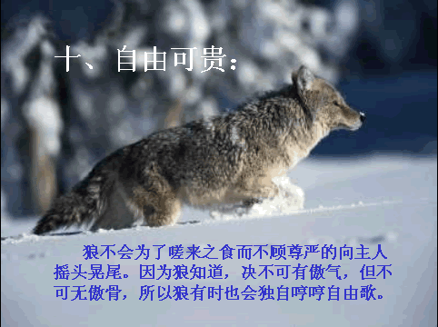 11.gif