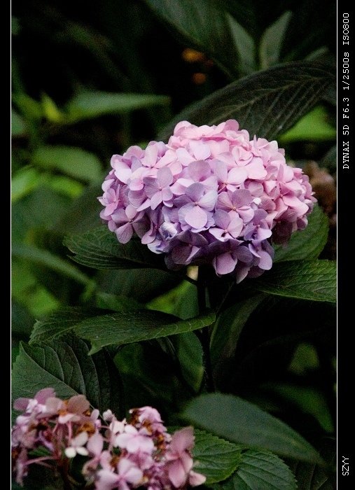PICT1353_nEO_IMG.jpg